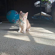 Bean is registered to the contest to win money with this photo: cat, kitten, cream_colored, pet, animal, sitting, indoors, carpet, sunlight, sunbeam, collar, blue_collar, ball, toy, shelf, household, home, shadow, cute, portrait