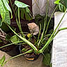 Bean joined the competition — help win amazing prizes! kitten, cat, animal, pet, fluffy, cream_fur, face, eyes, whiskers, houseplants, leaves, potted_plants, indoor, home, curtain, window, flowerpot, soil, carpet, portrait