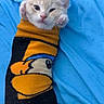 Bean is registered to the contest to win money with this photo: cat, kitten, cream_colored, sleepy, lying_down, pet, animal, costume, sweater, striped_clothing, mustard_color, black_clothing, blue_blanket, indoor, close_up, portrait, whiskers, ears, hand, cozy