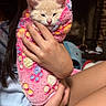 kitten, cat, animal, pet, cream_fur, pink_blanket, colorful, wrapped, cozy, cute, portrait, whiskers, ears, indoor, fireplace, brick_wall, hands, person, holding, closeup