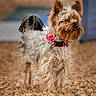 Perle a rejoint le concours — aidez-le/la à gagner de superbes lots ! dog, yorkshire_terrier, pet, animal, fur, collar, bandana, outdoor, pebbles, small_dog, standing, portrait, cute, fluffy, ears, alert, walking_surface, background_blur, canine, companion