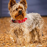Perle a rejoint le concours — aidez-le/la à gagner de superbes lots ! dog, yorkshire_terrier, pet, animal, fur, bandana, red_bandana, outdoor, pebbles, portrait, small_dog, cute, fluffy, standing, ears_up, alert, muzzle, collar, brown, grey