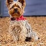 Perle a rejoint le concours — aidez-le/la à gagner de superbes lots ! alert, animal, attention, bandana, canine, cute, dog, ears, fluffy, fur, ground, nature, outdoor, pebbles, pet, portrait, red_bandana, sitting, small_dog, yorkshire_terrier