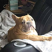 Remi is registered to the contest to win money with this photo: bulldog, dog, pet, blanket, chair, leather, indoor, relaxed, animal, furniture, home, cozy, resting, canine, cute, portrait, companion, domestic, snout, paw