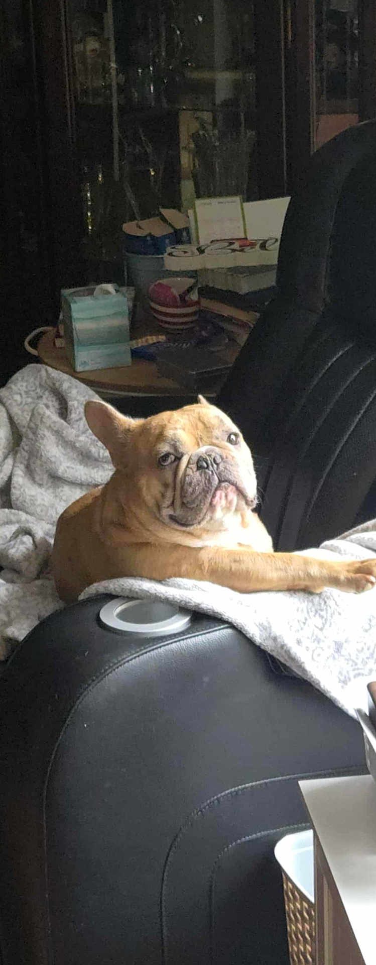 Remi is registered to the contest to win money with this photo: bulldog, dog, pet, blanket, chair, leather, indoor, relaxed, animal, furniture, home, cozy, resting, canine, cute, portrait, companion, domestic, snout, paw