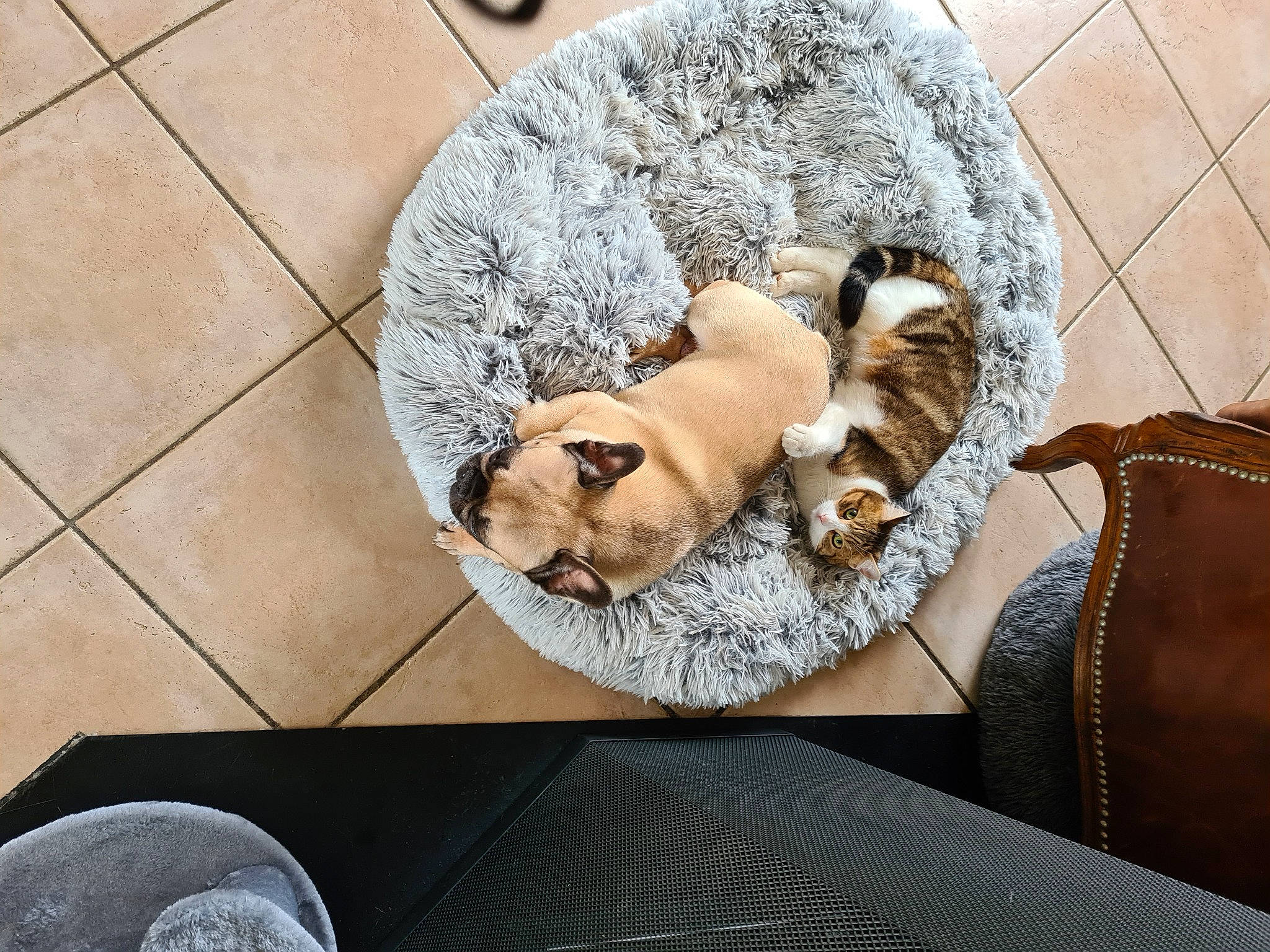 Caramelle participe au concours pour gagner de l'argent avec cette photo : canidae, carnivore, cat, comfort, companion_dog, couch, dog_breed, domestic_short_haired_cat, fawn, felidae, flooring, fur, hardwood, linens, pet_supply, small_to_medium_sized_cats, sporting_group, tail, whiskers, wood