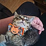 animal, bow_tie, cat, comfort, cute, domestic, fur, halloween, hand, indoor, kitten, lap, looking_up, person, pet, pumpkin, small_animal, tabby, whiskers, wooden_floor