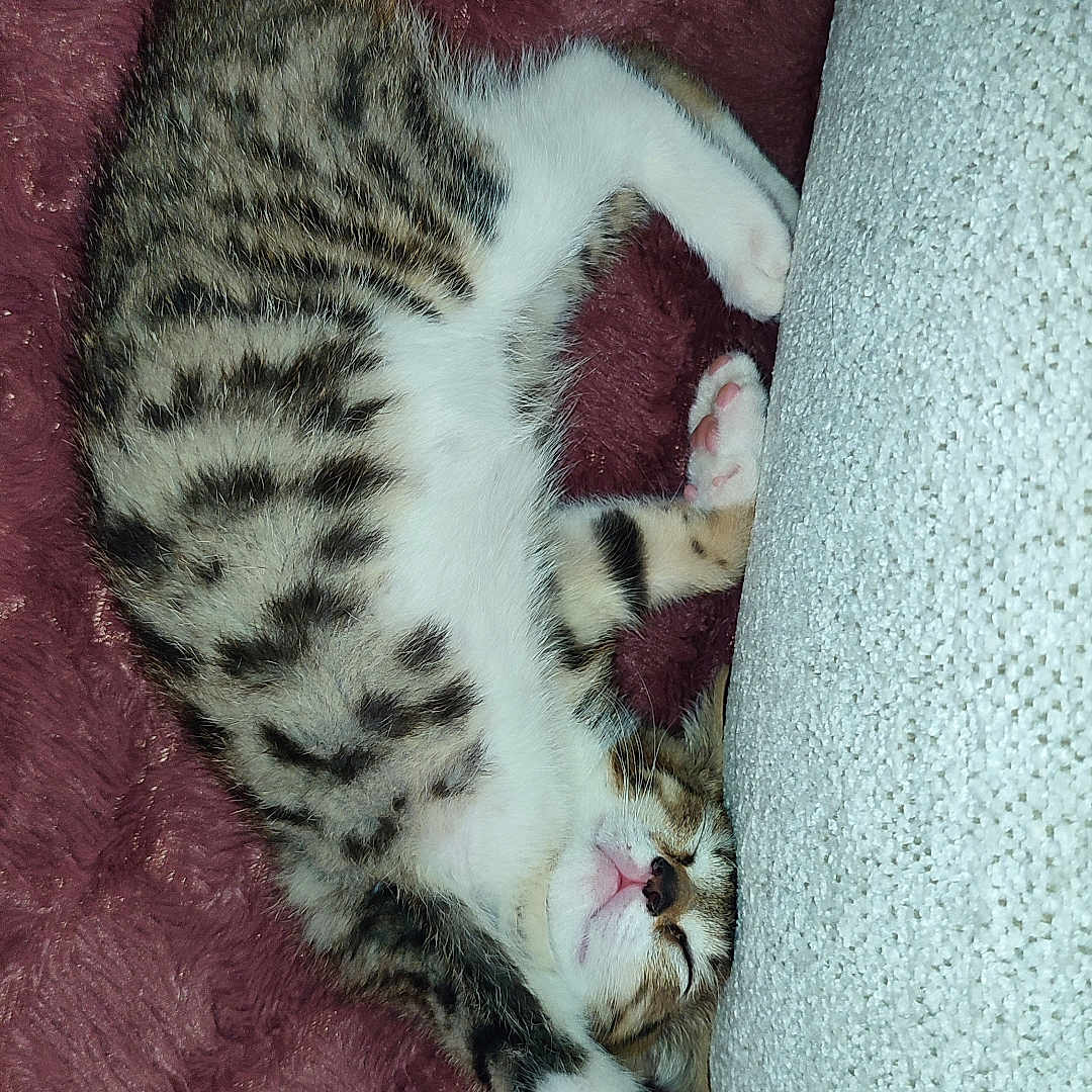 Tsuki participe au concours pour gagner de l'argent avec cette photo : abyssinian, animal, armchair, blanket, cat, chair, couch, furniture, homedecor, kitten, manx, ocelot, person, pet, siamese, sleeping