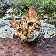 Zion participe au concours pour gagner de l'argent avec cette photo : cat, bengal_cat, animal, pet, whiskers, green_eyes, curious, wooden_surface, outdoor, nature, closeup, face, fur, ears, muzzle, portrait, background, feline, playful, daylight