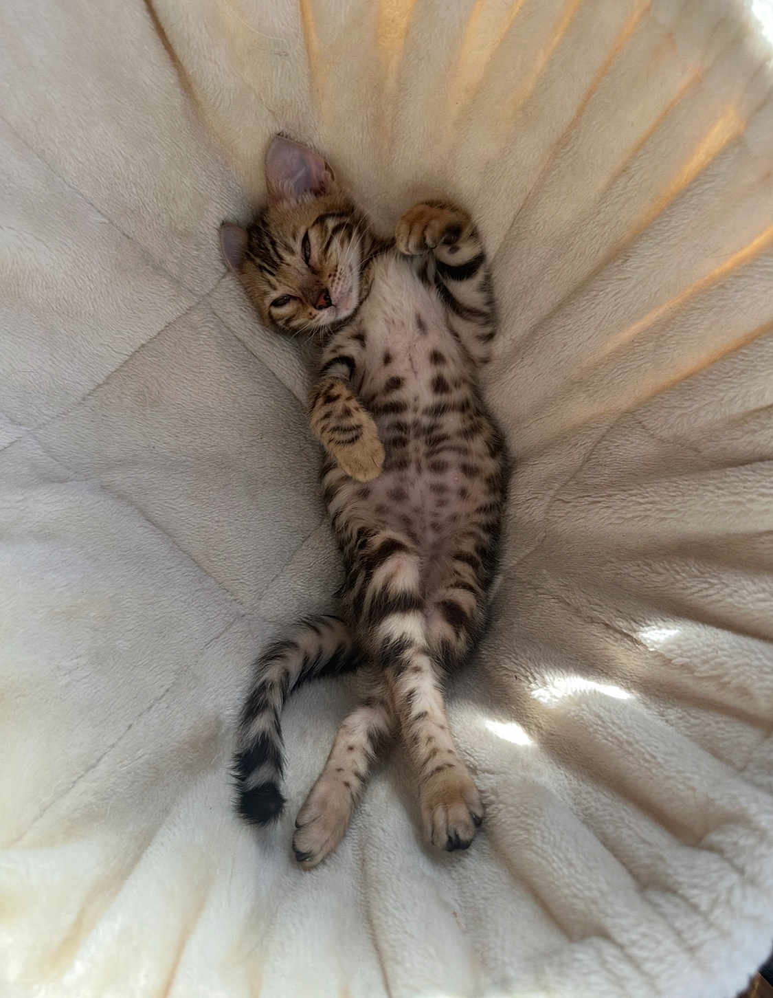 Zuko