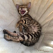 Zuko participe au concours pour gagner de l'argent avec cette photo : adorable, animal, cat, cozy, cute, ears, feline, fur_pattern, indoor, kitten, paw, pet, relaxed, resting, sleeping, soft_blanket, spotted_fur, striped_fur, whiskers, yawning