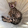 adorable, animal, cat, cozy, cute, ears, feline, fur_pattern, indoor, kitten, paw, pet, relaxed, resting, sleeping, soft_blanket, spotted_fur, striped_fur, whiskers, yawning