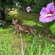 Yüma participe au concours pour gagner de l'argent avec cette photo : cat, bengal_cat, leash, harness, grass, flower, pink_flower, garden, greenery, outdoor, nature, tree, plants, curious, pet, animal, walking, summer, daylight, exploration
