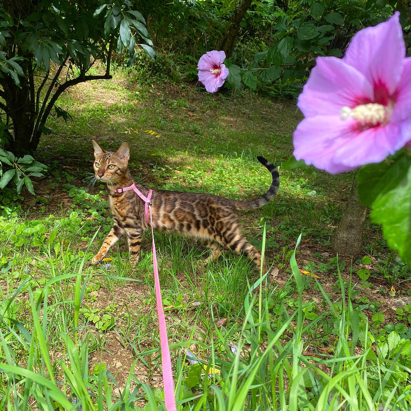 Yüma participe au concours pour gagner de l'argent avec cette photo : animal, bengal_cat, cat, curious, daylight, exploration, flower, garden, grass, greenery, harness, leash, nature, outdoor, pet, pink_flower, plants, summer, tree, walking