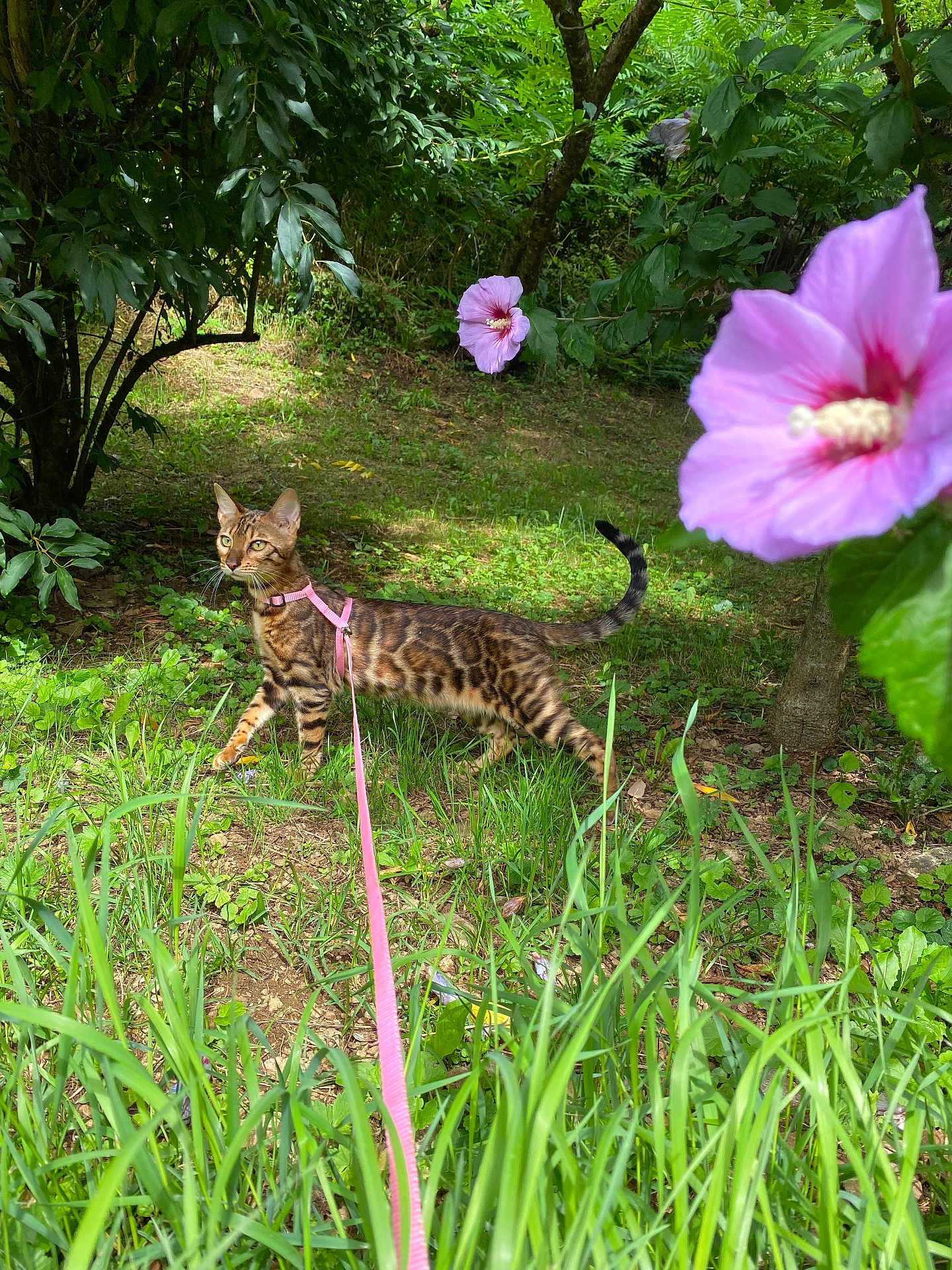 Yüma participe au concours pour gagner de l'argent avec cette photo : cat, bengal_cat, leash, harness, grass, flower, pink_flower, garden, greenery, outdoor, nature, tree, plants, curious, pet, animal, walking, summer, daylight, exploration