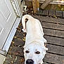 dog, white_dog, smiling, pet, animal, outdoor, wooden_deck, door, fence, leaves, autumn, happy, canine, closeup, tongue_out, friendly, playful, looking_up, paw, nature