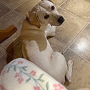 Ivy is registered to the contest to win money with this photo: dog, light_colored, tile_floor, indoor, laying_down, looking_back, curious, blanket, floral_pattern, cozy, pet, animal, domestic, flooring, brown_ears, white_fur, home, relaxed, companion, cute