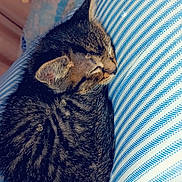 Pickles joined the competition — help win amazing prizes! kitten, cat, sleeping, curled_up, fur, tabby, bed, blanket, striped_pattern, bedding, indoor, cozy, closeup, whiskers, ear, headboard, heart_bokeh, soft_texture, pet, naptime