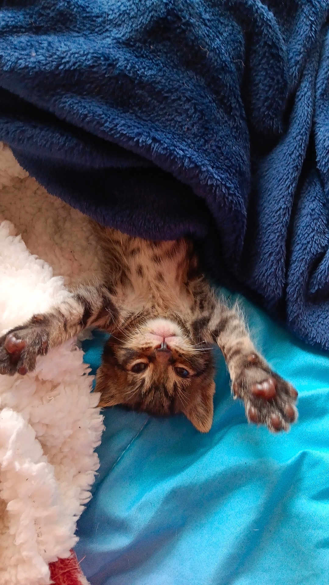 Pickles is registered to the contest to win money with this photo: cat, kitten, tabby, pet, paw, blanket, blue_blanket, white_blanket, bedding, cozy, cute, sleeping, stretching, fur, indoor, portrait, small_animal, nap, whiskers, bedroom