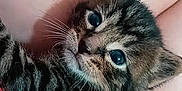 Pickles is registered to the contest to win money with this photo: cat, kitten, tabby, pet, close_up, whiskers, fur, big_eyes, young, cute, portrait, domestic_animal, animal, looking_up, human_hand, being_held, indoor, cozy, soft, face