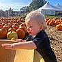 child, toddler, pumpkin_patch, pumpkin, outdoor, sunny, daytime, blond_hair, black_shirt, yellow_container, fall, autumn, trees, grass, people_in_background, tent, playful, curious, nature, recreation
