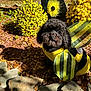 Little Danny joined the competition — help win amazing prizes! animal, antennae, bee_costume, black, costume, cute, dog, fall, flowers, fluffy, garden, leaves, nature, outdoor, pet, rocks, shadow, sunlight, wings, yellow