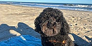 Little Danny is registered to the contest to win money with this photo: animal, beach, black_dog, blue_sky, canine, coast, curly_fur, dog, leash, nature, ocean, outdoor, pet, relaxation, sand, shadow, summer, sunlight, towel, waves