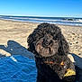 animal, beach, black_dog, blue_sky, canine, coast, curly_fur, dog, leash, nature, ocean, outdoor, pet, relaxation, sand, shadow, summer, sunlight, towel, waves