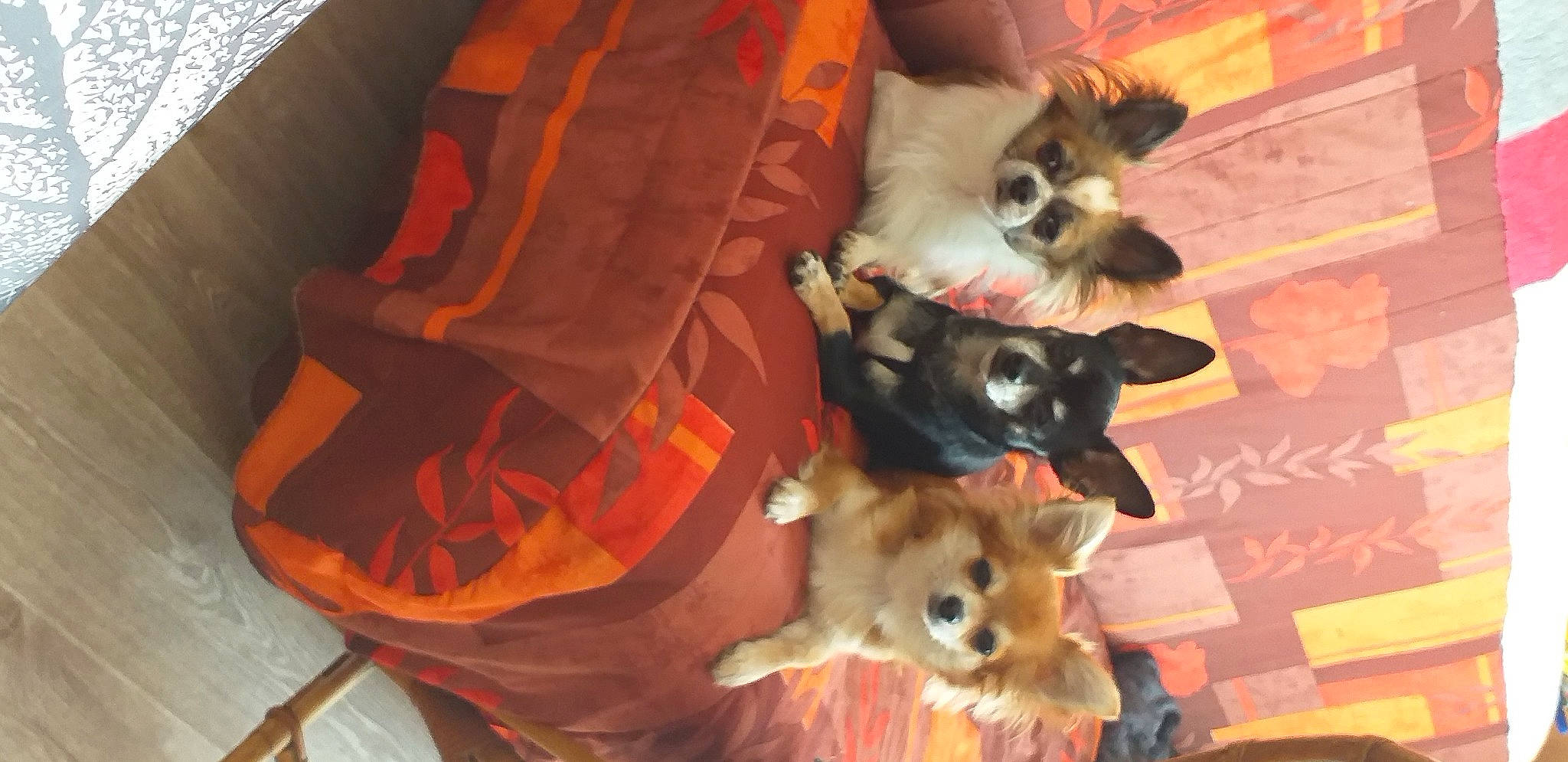 Mignon a rejoint le concours — aidez-le/la à gagner de superbes lots ! canidae, carnivore, chihuahua, comfort, companion_dog, dog, dog_breed, dog_supply, fawn, felidae, fur, german_spitz, pet_supply, small_to_medium_sized_cats, spitz, sporting_group, tail, toy_dog, whiskers, working_animal