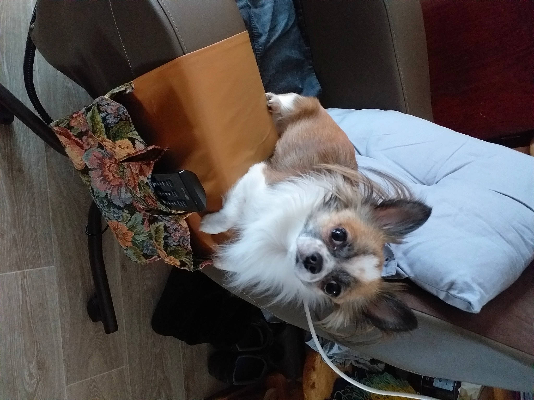 Mignon participe au concours pour gagner de l'argent avec cette photo : bag, canidae, carnivore, chair, clock, comfort, companion_dog, dog, dog_breed, dog_supply, fawn, flooring, fur, furniture, hardwood, lap, small_terrier, toy_dog, whiskers, wood