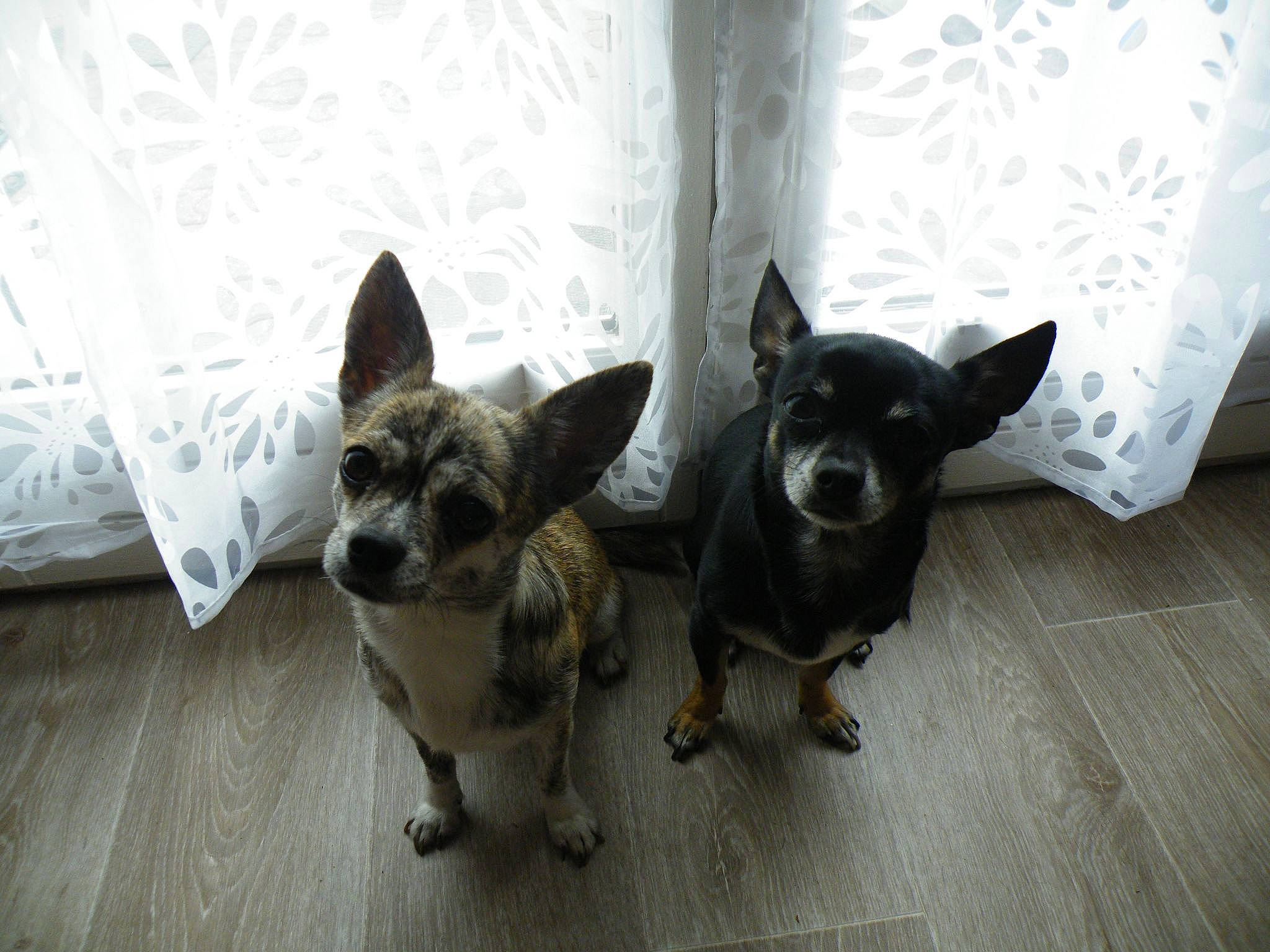 Guizmo a rejoint le concours — aidez-le/la à gagner de superbes lots ! boston_terrier, canidae, carnivore, companion_dog, curtain, dog, dog_breed, dog_supply, ear, fawn, flooring, non_sporting_group, puppy, snout, sporting_group, tail, toy_dog, whiskers, wood, working_animal