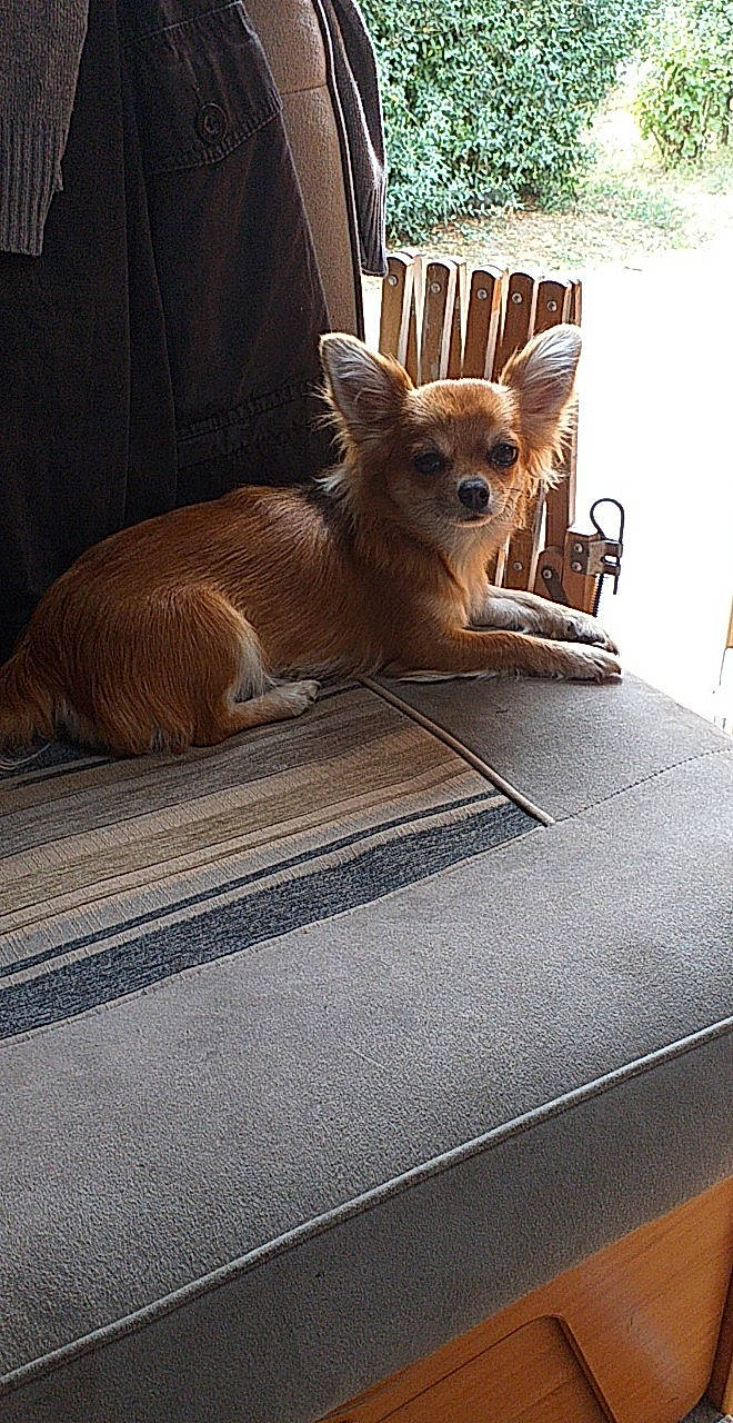 Princesse a rejoint le concours — aidez-le/la à gagner de superbes lots ! brown, carnivore, chair, comfort, companion_dog, dog, dog_breed, fawn, felidae, flooring, fur, linens, small_to_medium_sized_cats, sporting_group, tail, terrestrial_animal, toy_dog, whiskers, window, wood