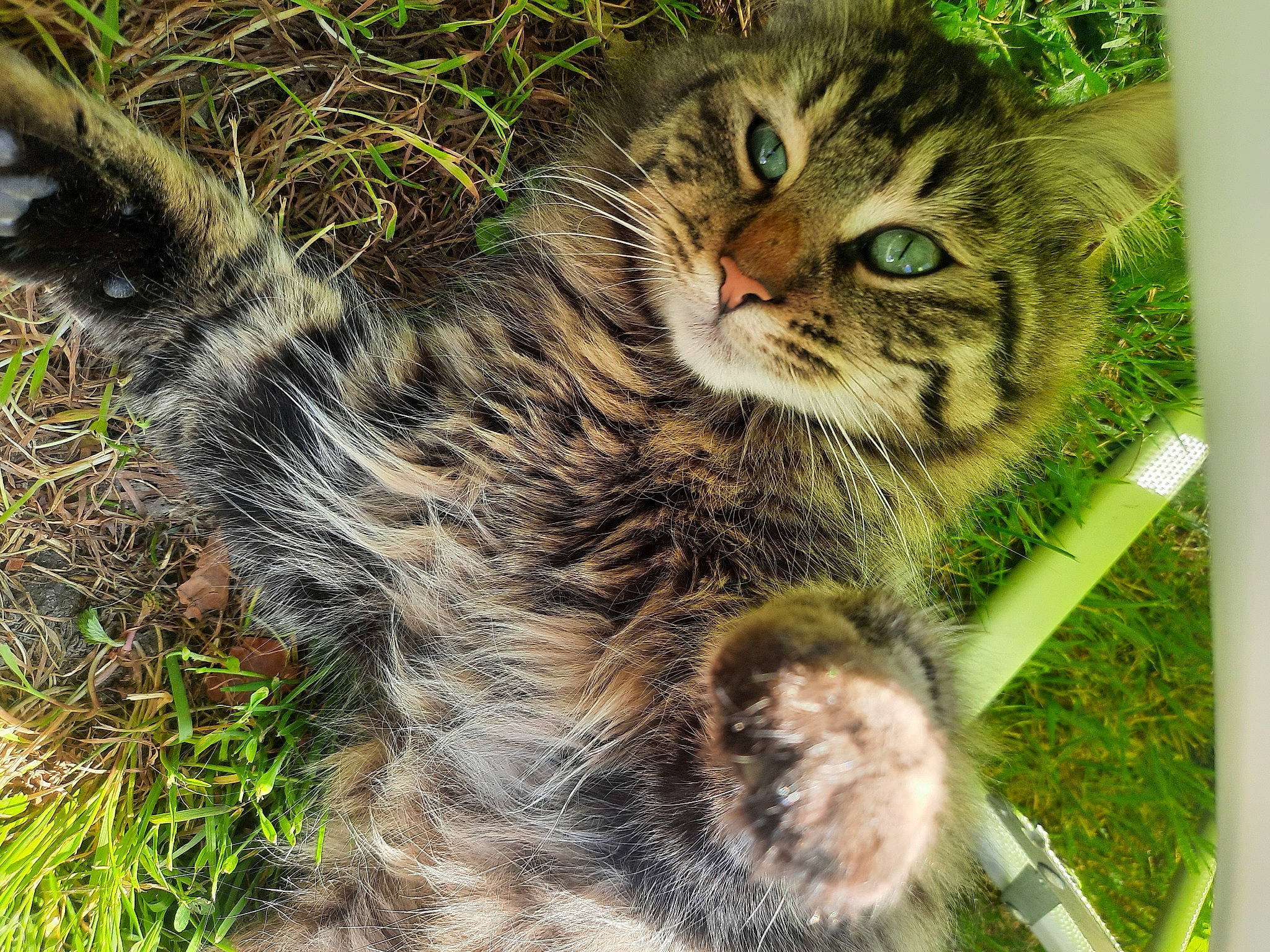 Choueps participe au concours pour gagner de l'argent avec cette photo : carnivore, cat, domestic_long_haired_cat, domestic_short_haired_cat, dragon_li, european_shorthair, felidae, fur, grass, maine_coon, organism, pixie_bob, polydactyl_cat, rusty_spotted_cat, siberian, small_to_medium_sized_cats, snout, tabby_cat, whiskers, wild_cat