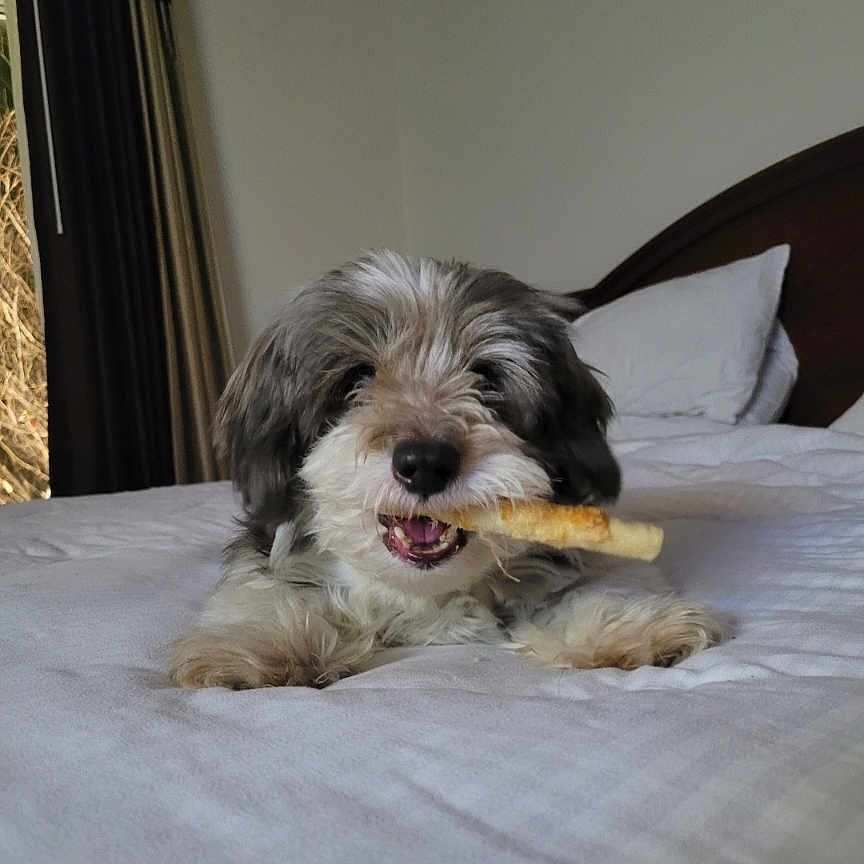 Bruno is registered to the contest to win money with this photo: animal, bed, canine, chewing, closeup, cozy, curtains, cute, dog, domestic, fur, gray, headboard, indoor, pet, pillows, resting, smiling, treat, white