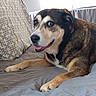 dog, pet, canine, bed, pillow, indoor, resting, fur, brown, black, white, comfortable, happy, tongue_out, looking_away, close_up, animal, domestic, cute, relaxed