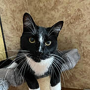 Pablo joined the competition — help win amazing prizes! cat, tuxedo_cat, black_and_white, whiskers, scratching_post, pet, indoor, feline, curious, close_up, animal, cute, ears, eyes, paws, fur, household, domestic_animal, portrait, resting