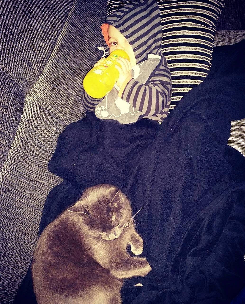 Loky participe au concours pour gagner de l'argent avec cette photo : art, baby_products, baby_toddler_clothing, canidae, companion_dog, electric_blue, font, fur, hat, linens, selfie, sleeve, sportswear, stuffed_toy, t_shirt, textile, top, toy, vintage_clothing, visual_arts