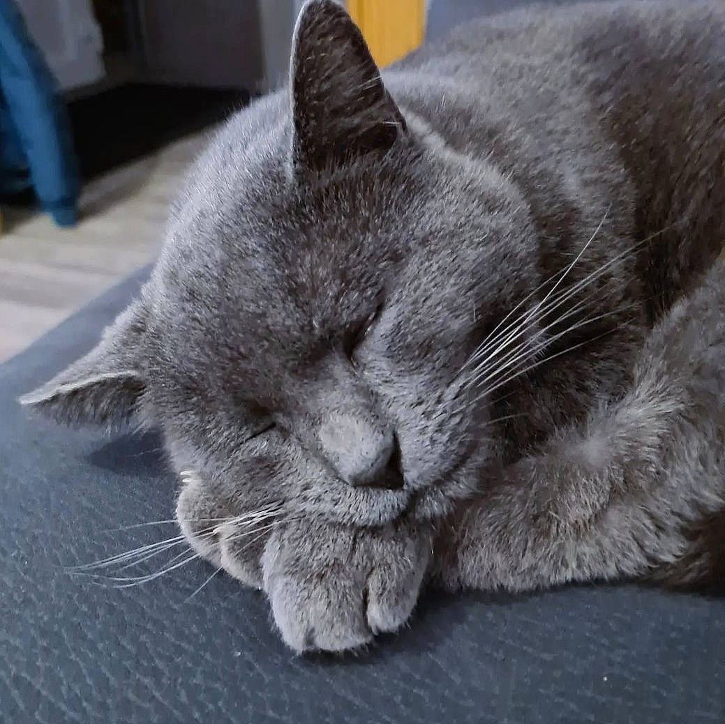 Loky a rejoint le concours — aidez-le/la à gagner de superbes lots ! carnivore, cat, chartreux, claw, comfort, domestic_short_haired_cat, felidae, fur, grey, nap, paw, russian_blue, small_to_medium_sized_cats, snout, tail, whiskers