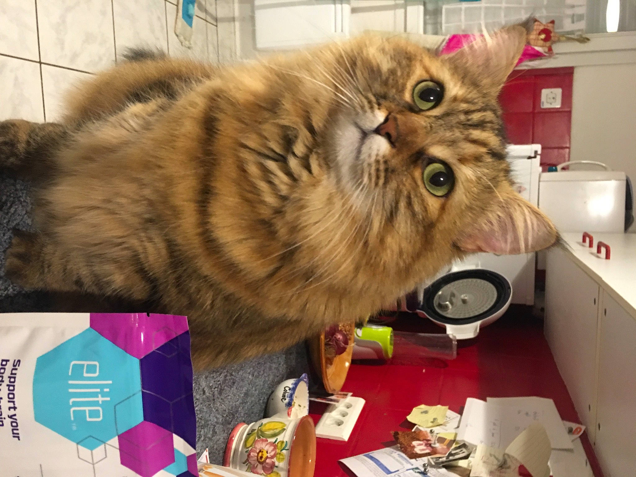 Maya a rejoint le concours — aidez-le/la à gagner de superbes lots ! box, cardboard, carnivore, cat, domestic_short_haired_cat, felidae, fur, home_appliance, kitchen_appliance, packaging_and_labeling, paper_product, shipping_box, small_to_medium_sized_cats, snout, terrestrial_animal, whiskers