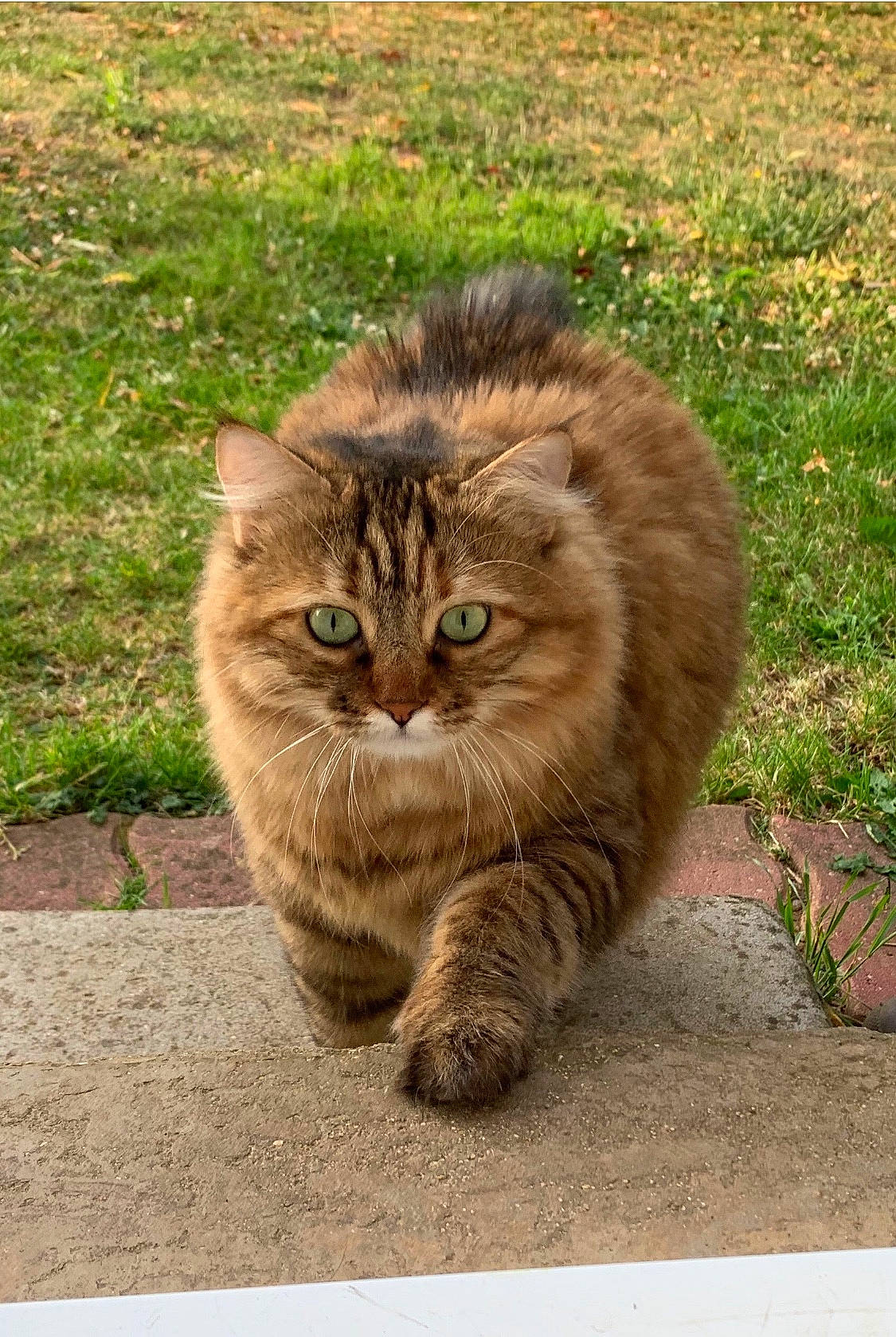 Maya participe au concours pour gagner de l'argent avec cette photo : art, british_longhair, carnivore, cat, domestic_short_haired_cat, eye, fawn, felidae, fur, grass, paw, sitting, small_to_medium_sized_cats, snout, soil, tail, terrestrial_animal, whiskers, wildlife, wood