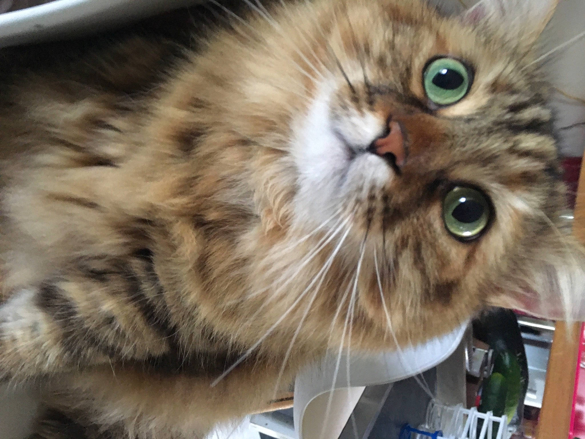 Maya a rejoint le concours — aidez-le/la à gagner de superbes lots ! carnivore, cat, claw, domestic_short_haired_cat, event, fawn, felidae, fur, paw, siberian, small_to_medium_sized_cats, snout, terrestrial_animal, whiskers