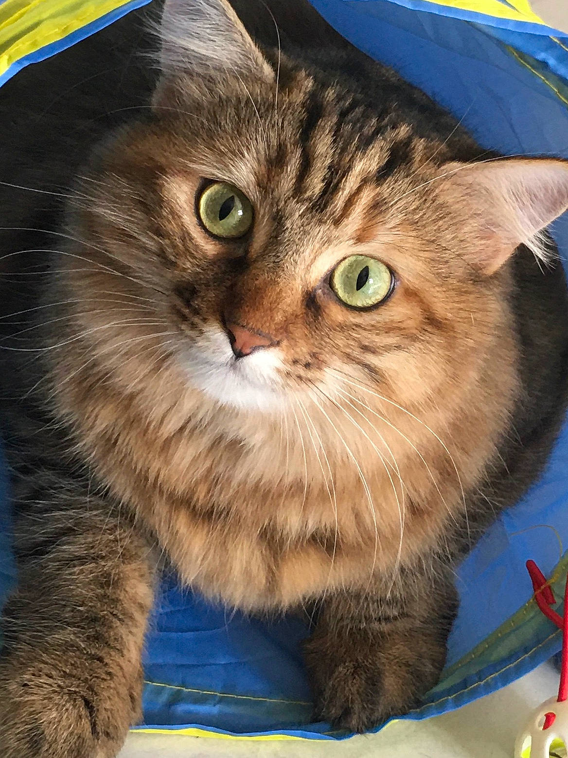 Maya a rejoint le concours — aidez-le/la à gagner de superbes lots ! box, carnivore, cat, domestic_short_haired_cat, electric_blue, fawn, felidae, fur, grass, paw, photo_caption, rectangle, small_to_medium_sized_cats, snout, whiskers