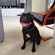Aaron participe au concours pour gagner de l'argent avec cette photo : dog, black_dog, tongue_out, indoor, living_room, chair, floor, television, furniture, smiling, pet, canine, home, collar, happy, tongue, tile_floor, modern, relaxed, household