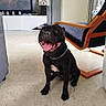 dog, black_dog, tongue_out, indoor, living_room, chair, floor, television, furniture, smiling, pet, canine, home, collar, happy, tongue, tile_floor, modern, relaxed, household
