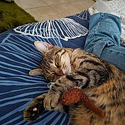 Urus participe au concours pour gagner de l'argent avec cette photo : cat, tabby_cat, sleeping, toy, plush_toy, blanket, blue_blanket, striped_pattern, jeans, person, relaxation, indoor, floor_tiles, cozy, pet, paw, whiskers, feline, resting, home