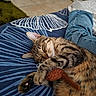 cat, tabby_cat, sleeping, toy, plush_toy, blanket, blue_blanket, striped_pattern, jeans, person, relaxation, indoor, floor_tiles, cozy, pet, paw, whiskers, feline, resting, home
