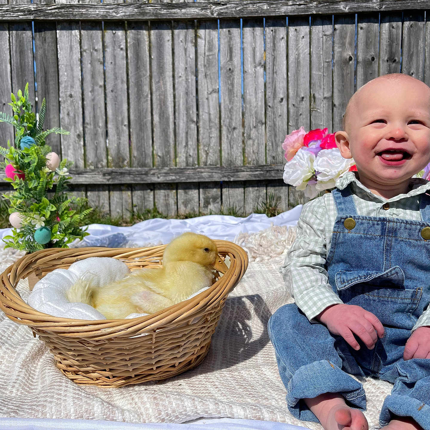 Walker is registered to the contest to win money with this photo: baby, child, duckling, basket, blanket, denim_overalls, smiling, outdoor, flowers, wooden_fence, greenery, sunlight, cute, happy, nature, playful, sitting, portrait, spring, baby_clothing