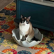 Buffy is registered to the contest to win money with this photo: animal, blue, bowl, cat, colorful, cozy, curious, cute, decorative, domestic, floor, floral_pattern, furniture, home, indoor, pet, rug, siamese_cat, sitting, whiskers