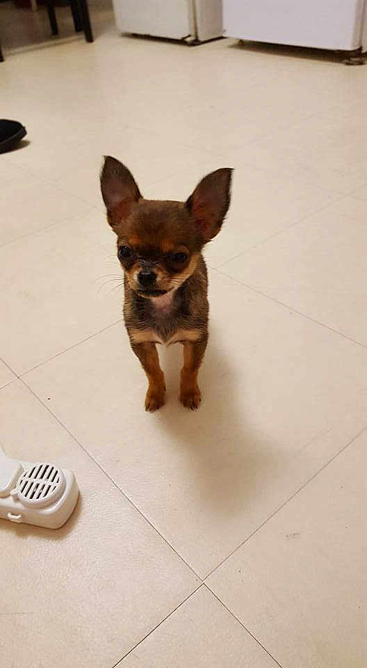 Maya
