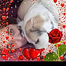 Yuna a rejoint le concours — aidez-le/la à gagner de superbes lots ! cat, person, white_cat, fluffy, cuddling, affectionate, rose, red_rose, hearts, sparkles, romantic, pet, animal, face, portrait, close_up, phone_screenshot, black_border, decorative_frame, indoors